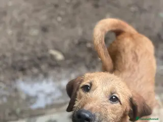 Meticcio cani Ambra cucciola tenerissima - Annuncio 10