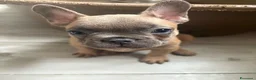 Bulldog Francese cani in vendita: Bulldog francese  - Annuncio 2