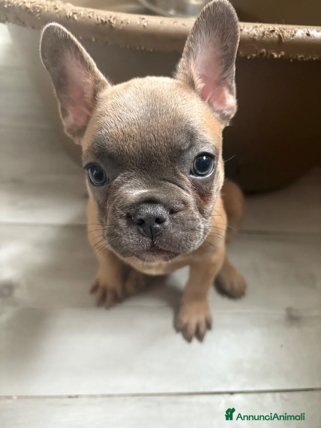 Bulldog Francese cani in vendita: Bulldog francese  - Annuncio 2