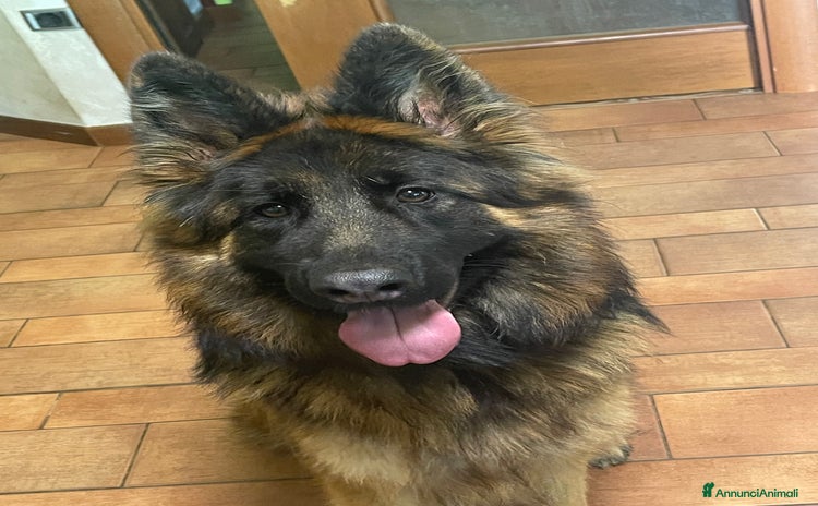 Pastore Tedesco cani a Provincia di Sondrio - Annuncio 2