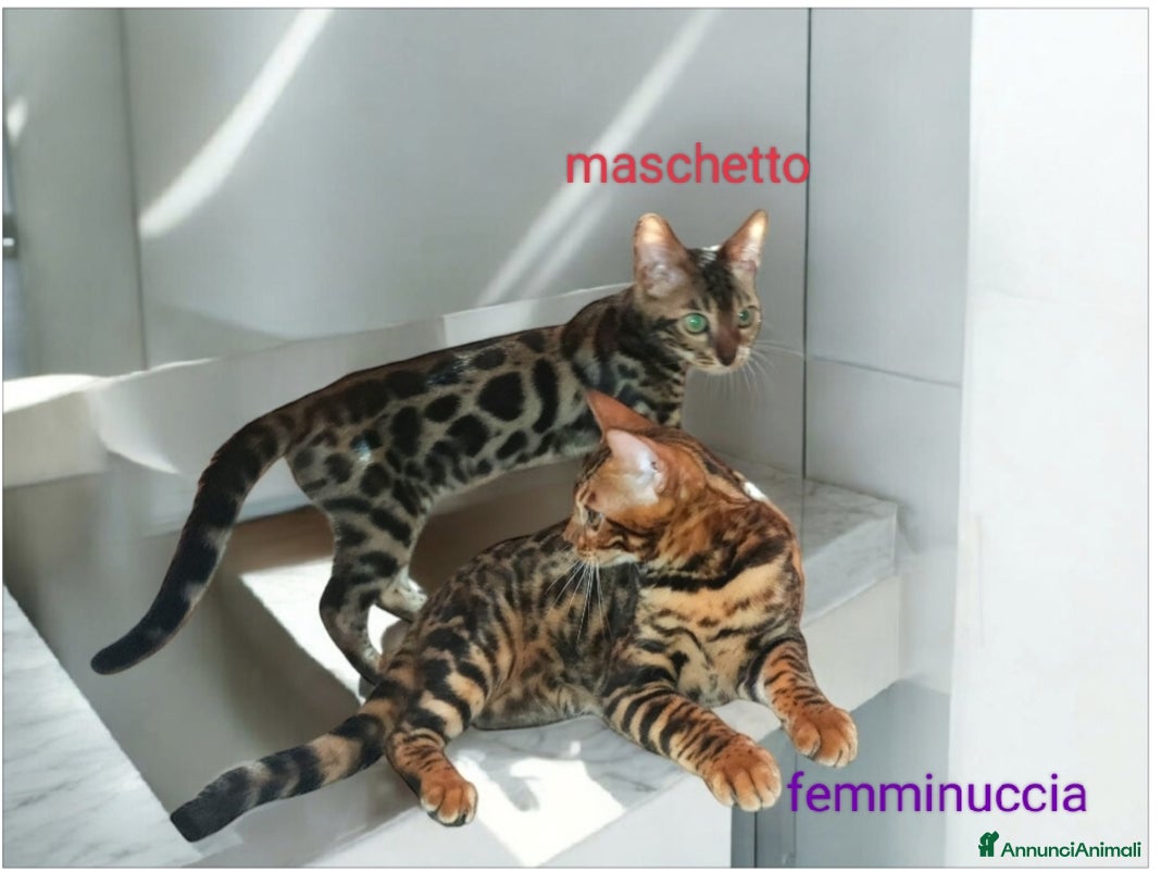 Bengala gatti in vendita: Dolcissimi cuccioli Bengala  - Annuncio 6