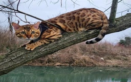 Bengala gatti per accoppiamento: Bengala con pedigree accoppiamento  - Immagine 1