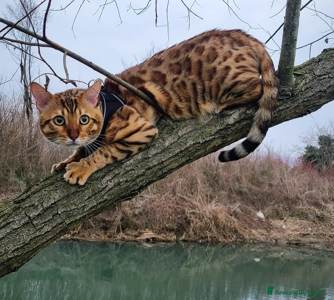 Bengala gatti per accoppiamento: Bengala con pedigree accoppiamento  - Immagine 1