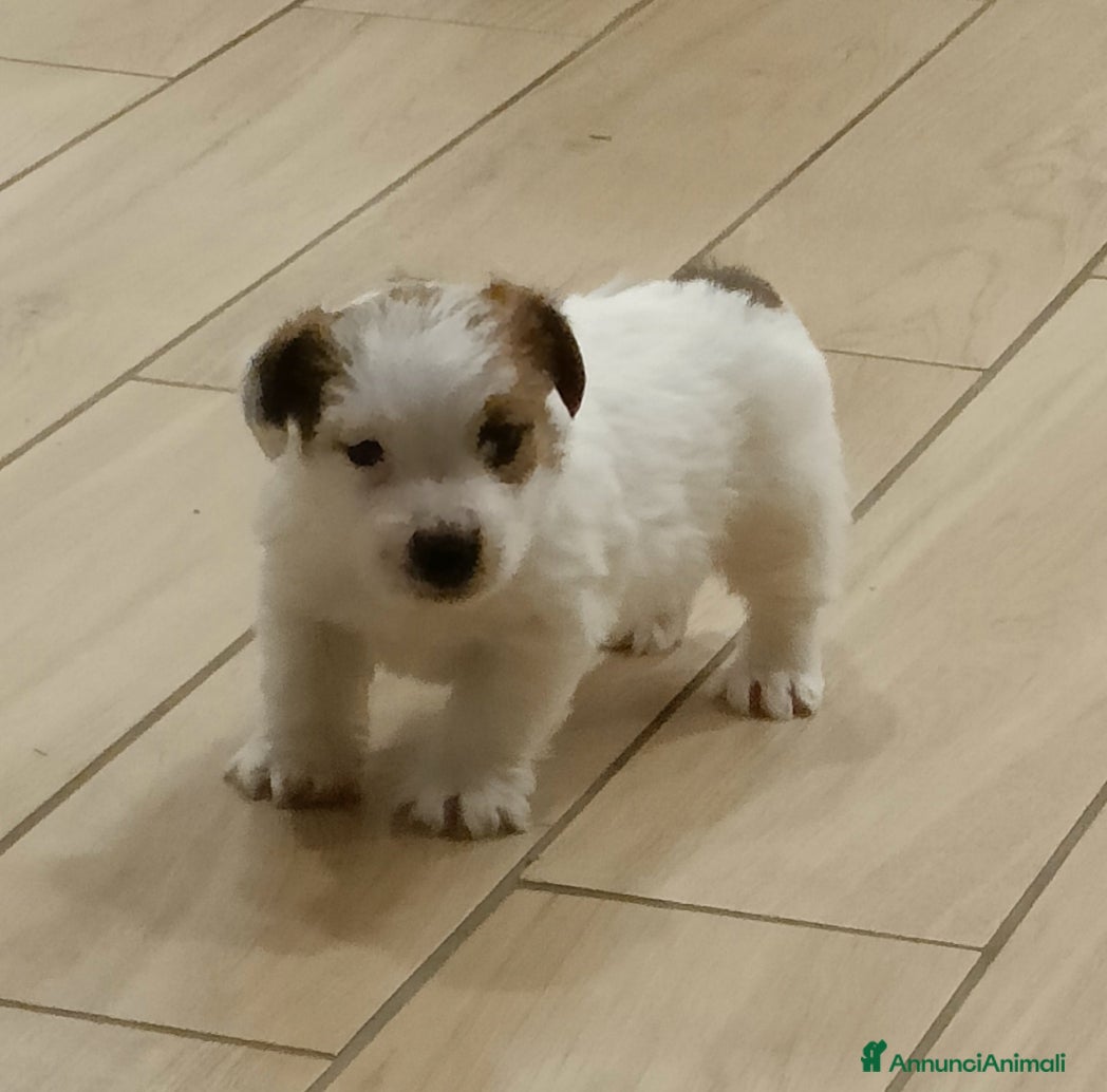Jack Russell cani Jack Russell da esposizione  - Annuncio 4