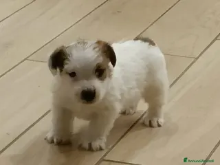 Jack Russell cani Jack Russell da esposizione - Annuncio 4