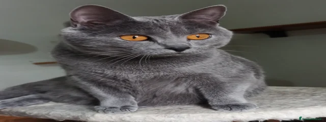 Karen 