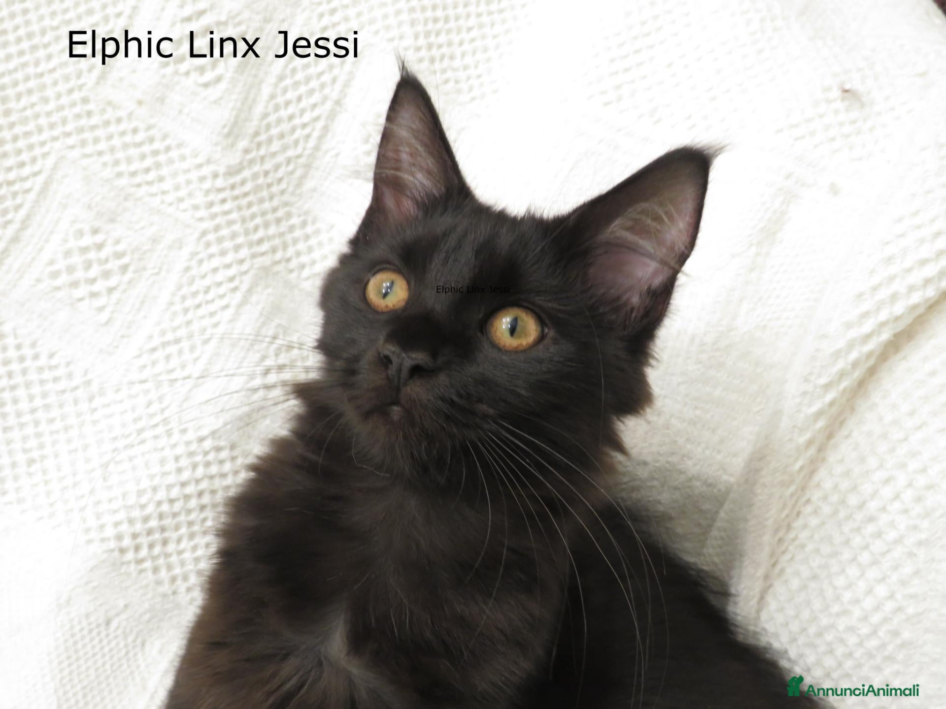 Maine Coon gatti Cuccioli Maine Coon disponibili alta genealogia - Annuncio 2