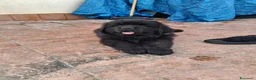 Terranova cani in vendita: Cuccioli terranova  - Annuncio 4