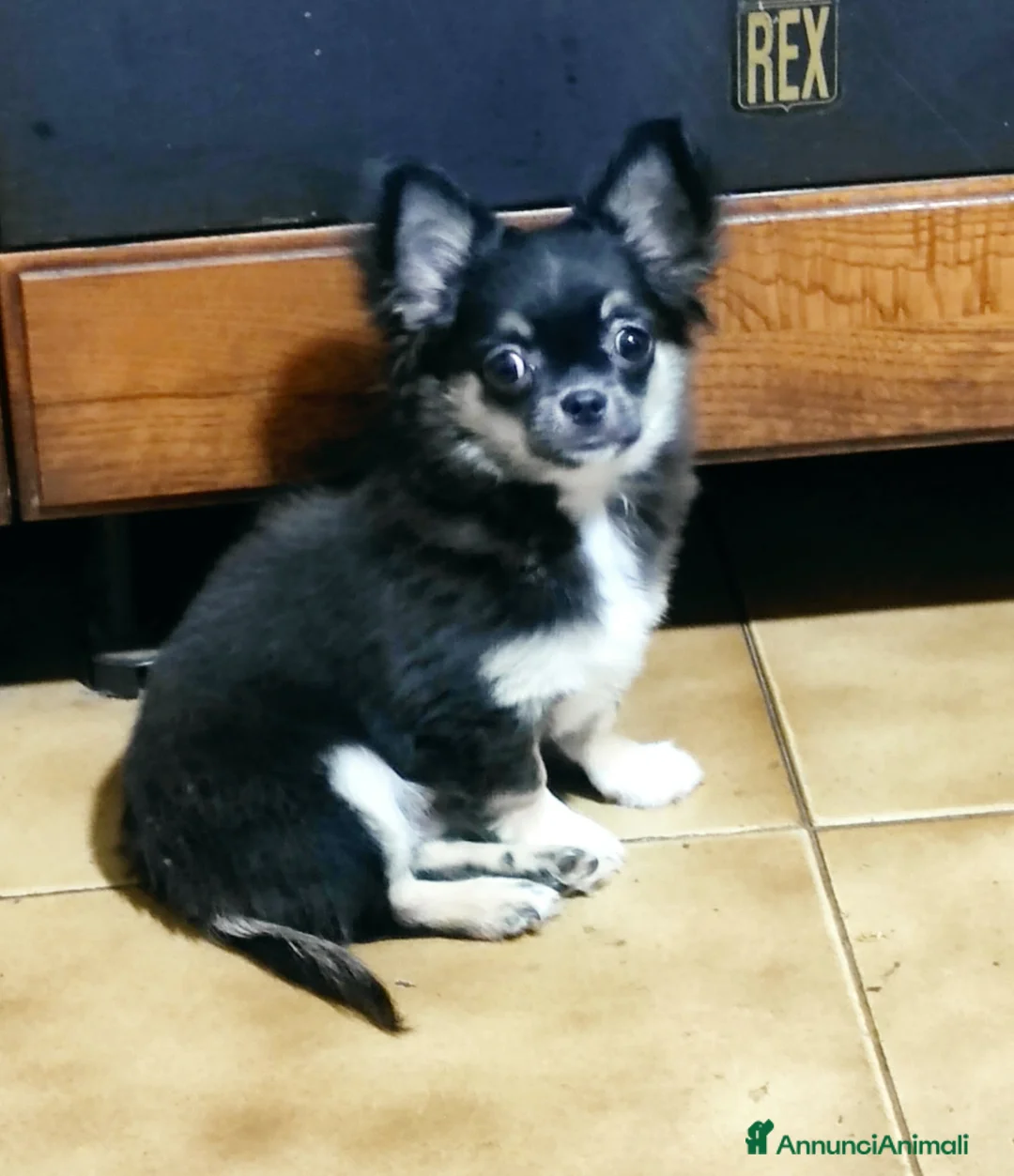 Chihuahua cani in vendita: cucciolo di chihuahua a pelo lungo - Annuncio 2