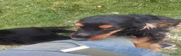 Cocker cani in vendita: Cuccioli di cocker spanoel - Annuncio 4