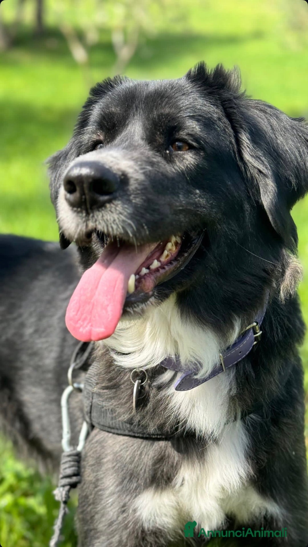 Pastore Tedesco cani in regalo: REGALO INCROCIO PASTORE TEDESCO/AUSTRALIANO - Annuncio 2