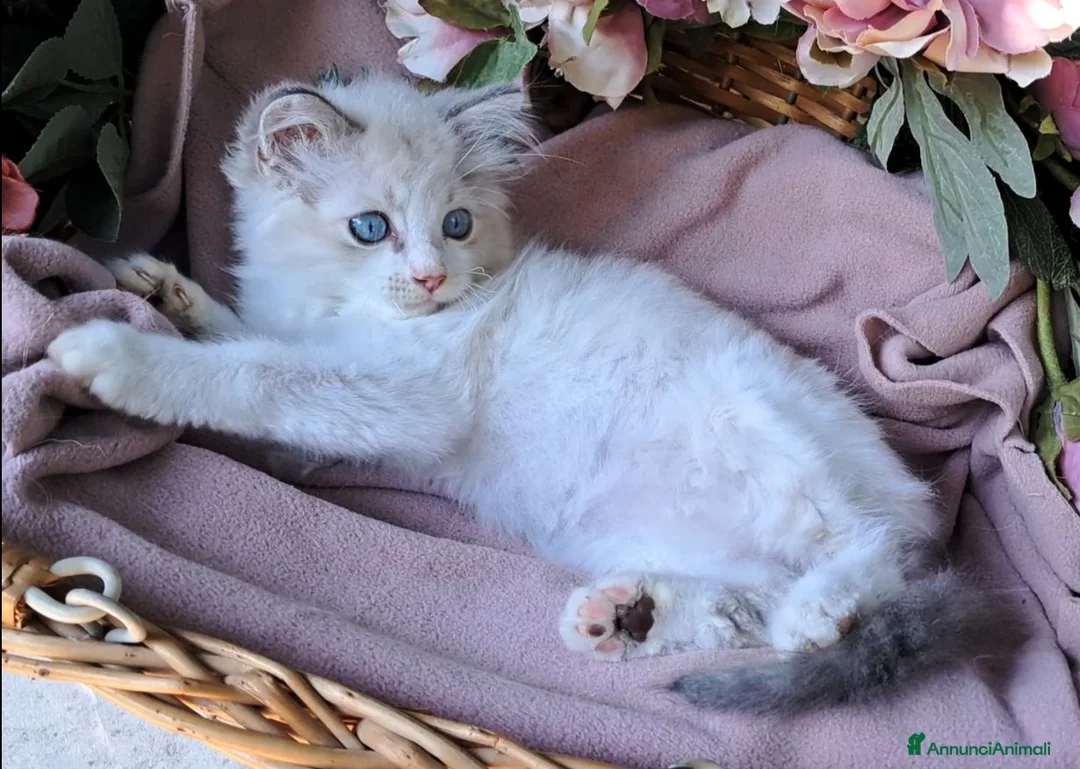 Ragdoll gatti in vendita: Gattini Ragdoll bicolor con pedigree - Annuncio 4