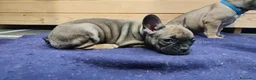 Bulldog Francese cani in vendita: Ultima cucciola di Bulldog francese  - Annuncio 2