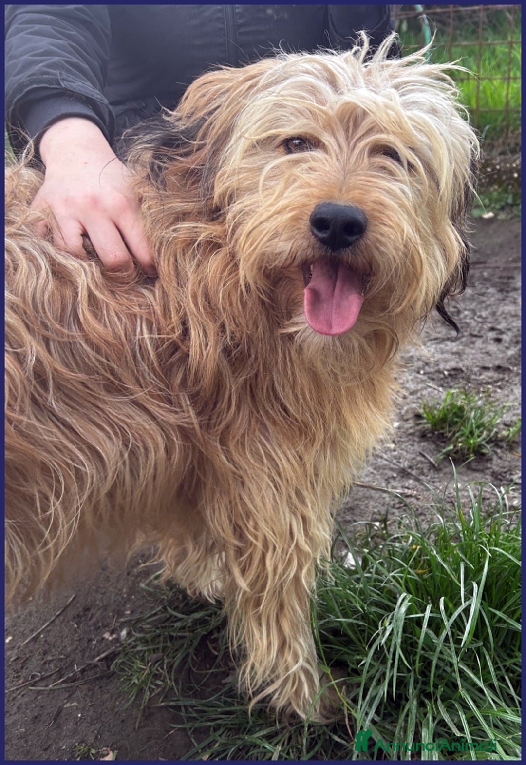 Spinone cani in regalo: FANGO DOLCE SPINONCELLO 2-3 ANNI SOGNA LA GIOIA DI a Città metropolitana di Milano - Annuncio 7