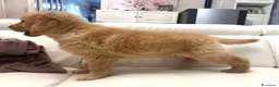 Golden Retriever cani in vendita: Golden Americani - Alta Genealogia & 5 Stelle". - Annuncio 6