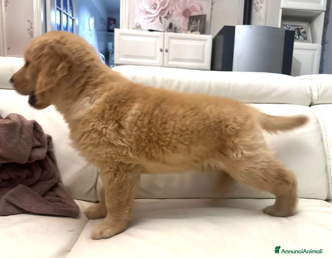 Golden Retriever cani in vendita: Golden Americani - Alta Genealogia & 5 Stelle". - Annuncio 6