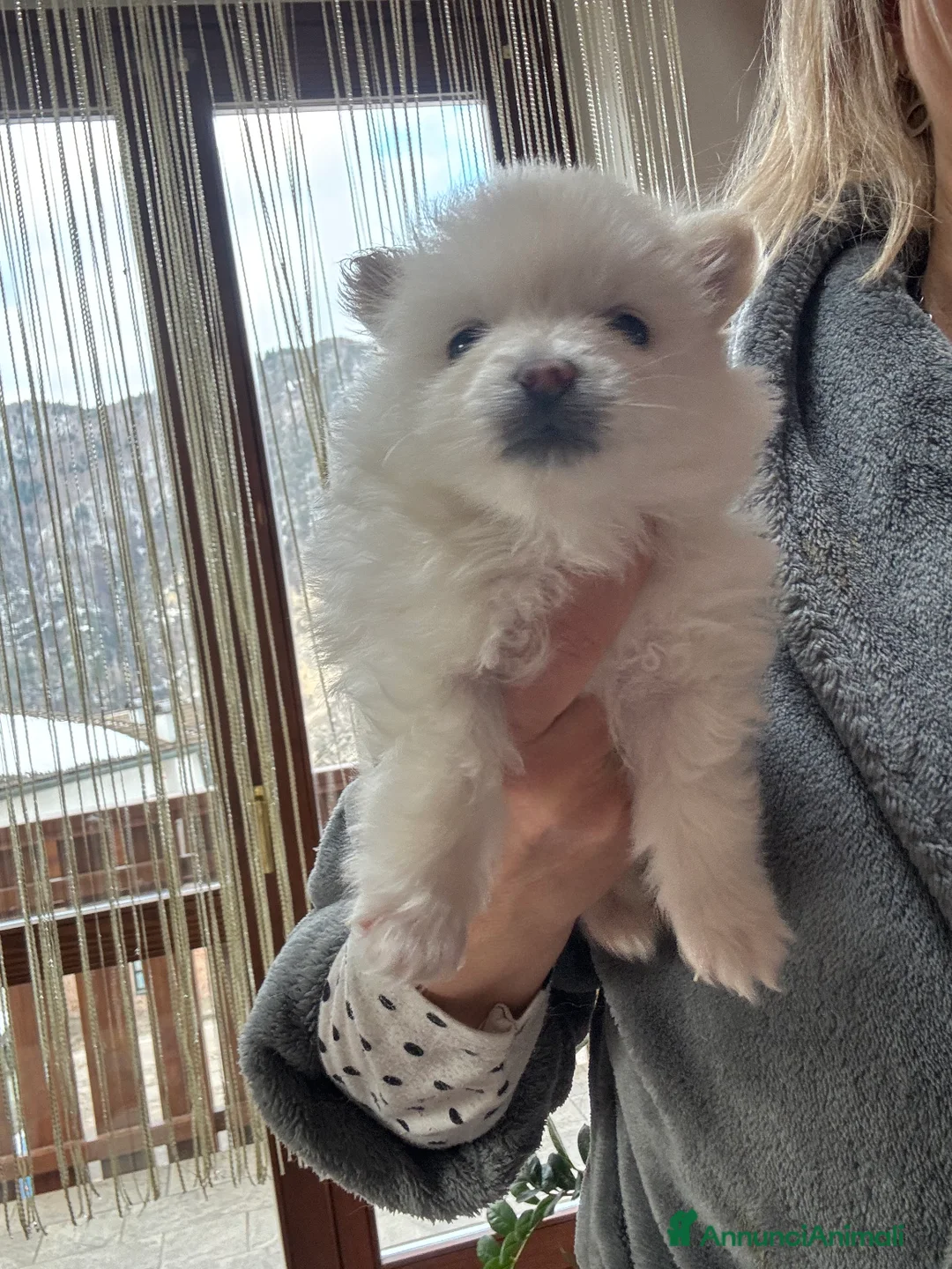 Volpino Pomerania cani in vendita: Volpino Di Pomerania  - Annuncio 4