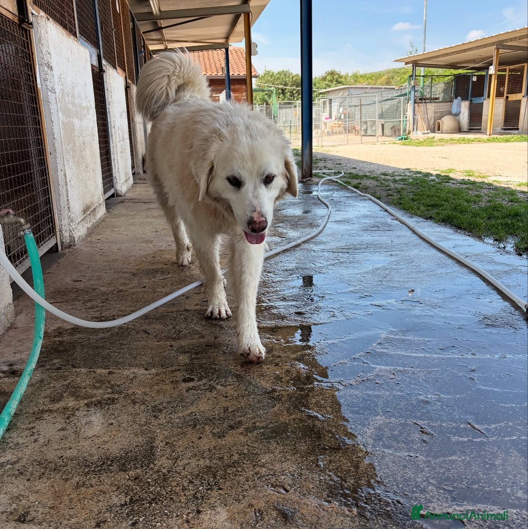 Meticcio cani in regalo: MEREDITH, cucciolona infinitamente dolce - Annuncio 8
