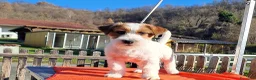 Jack Russell cani in vendita: Cucciol0 Jack ruvid0 - Annuncio 23