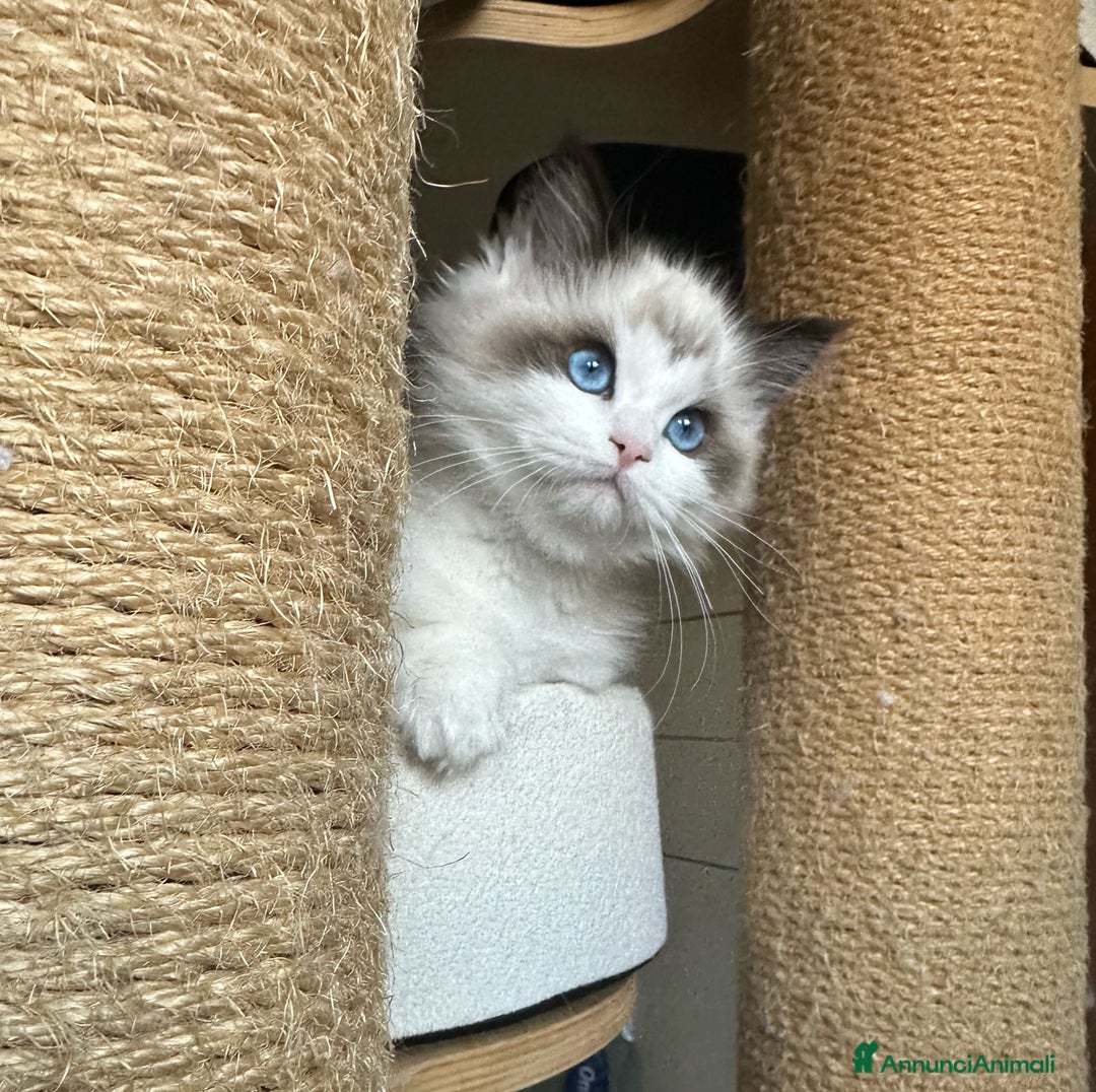 Ragdoll gatti in vendita: Cucciole Ragdoll disponibili subito pedigree  - Annuncio 4