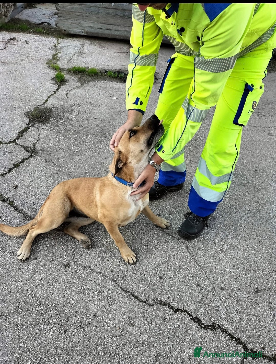 Meticcio cani in regalo: Aria.. la dolcezza fatta cane  - Annuncio 3