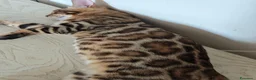 Bengala gatti in vendita: Cuccioli gattini bengale pronti - Annuncio 11