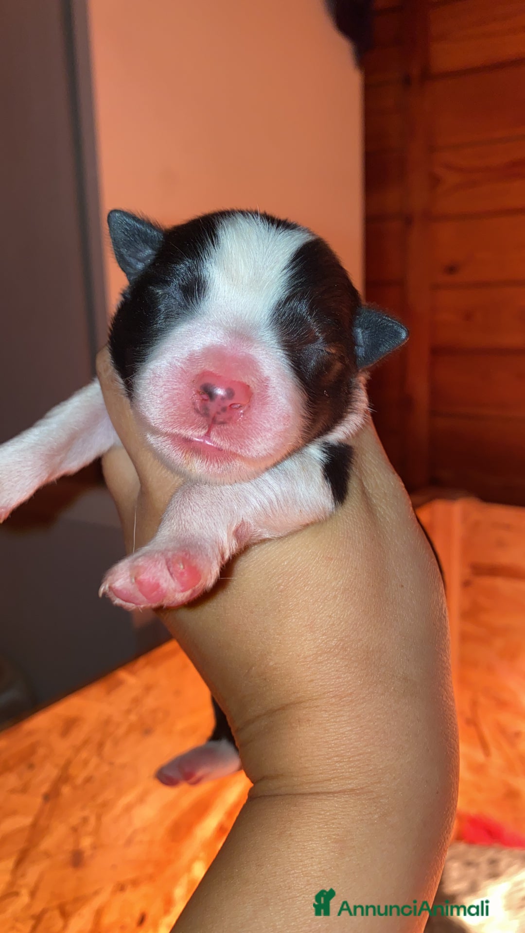 Border Collie cani in vendita: Border collie merle e neri - Annuncio 2