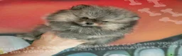 Volpino Pomerania cani in vendita: Cuccioli di Pomerania con Pedigree - Annuncio 19