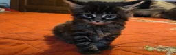 Maine Coon gatti in vendita: Vendo cuccio Maine Coon senza pedigree - Annuncio 17