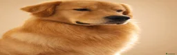 Golden Retriever cani in vendita: Golden americani - Annuncio 1
