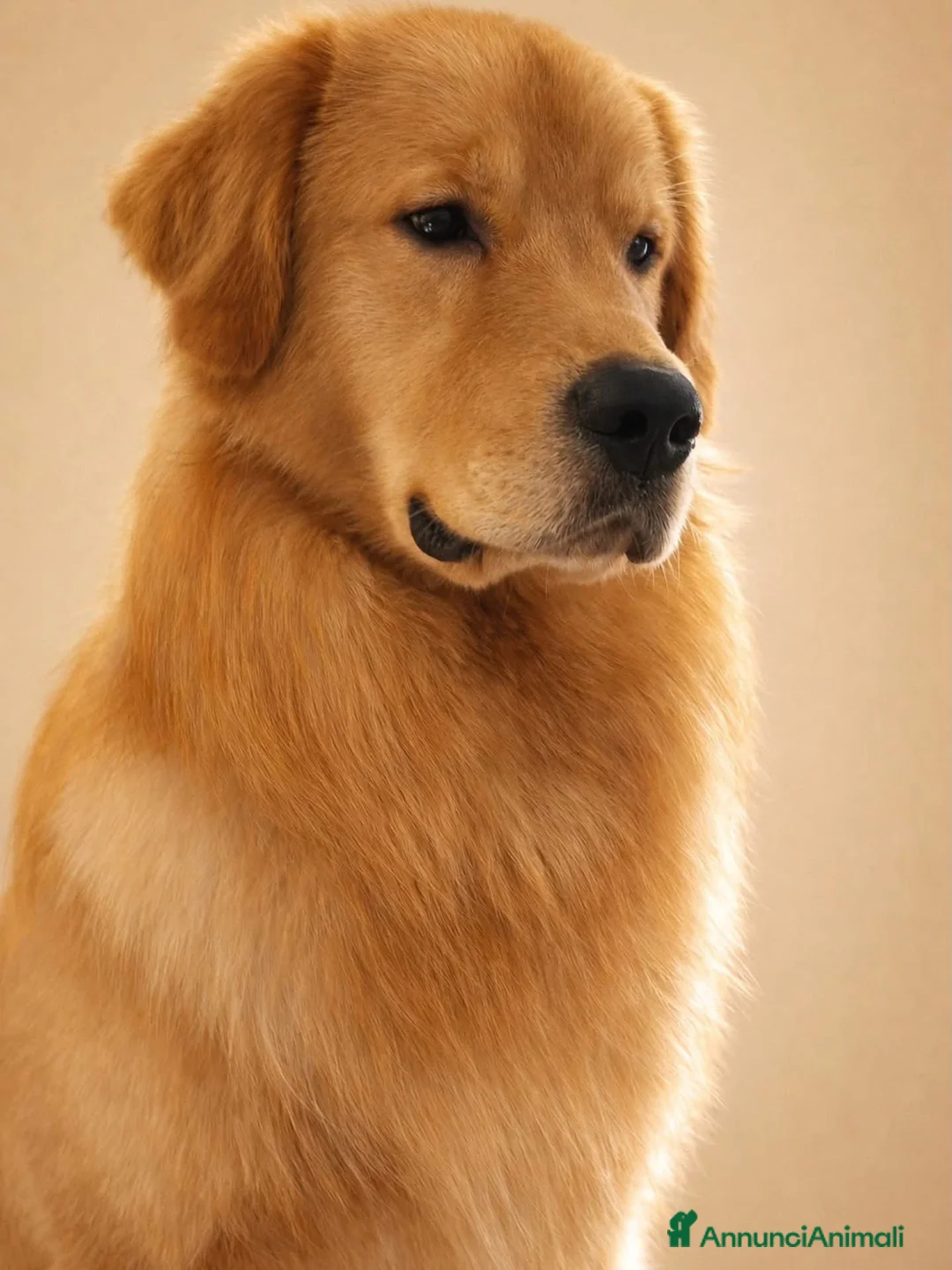 Golden Retriever cani in vendita: Golden americani - Annuncio 1