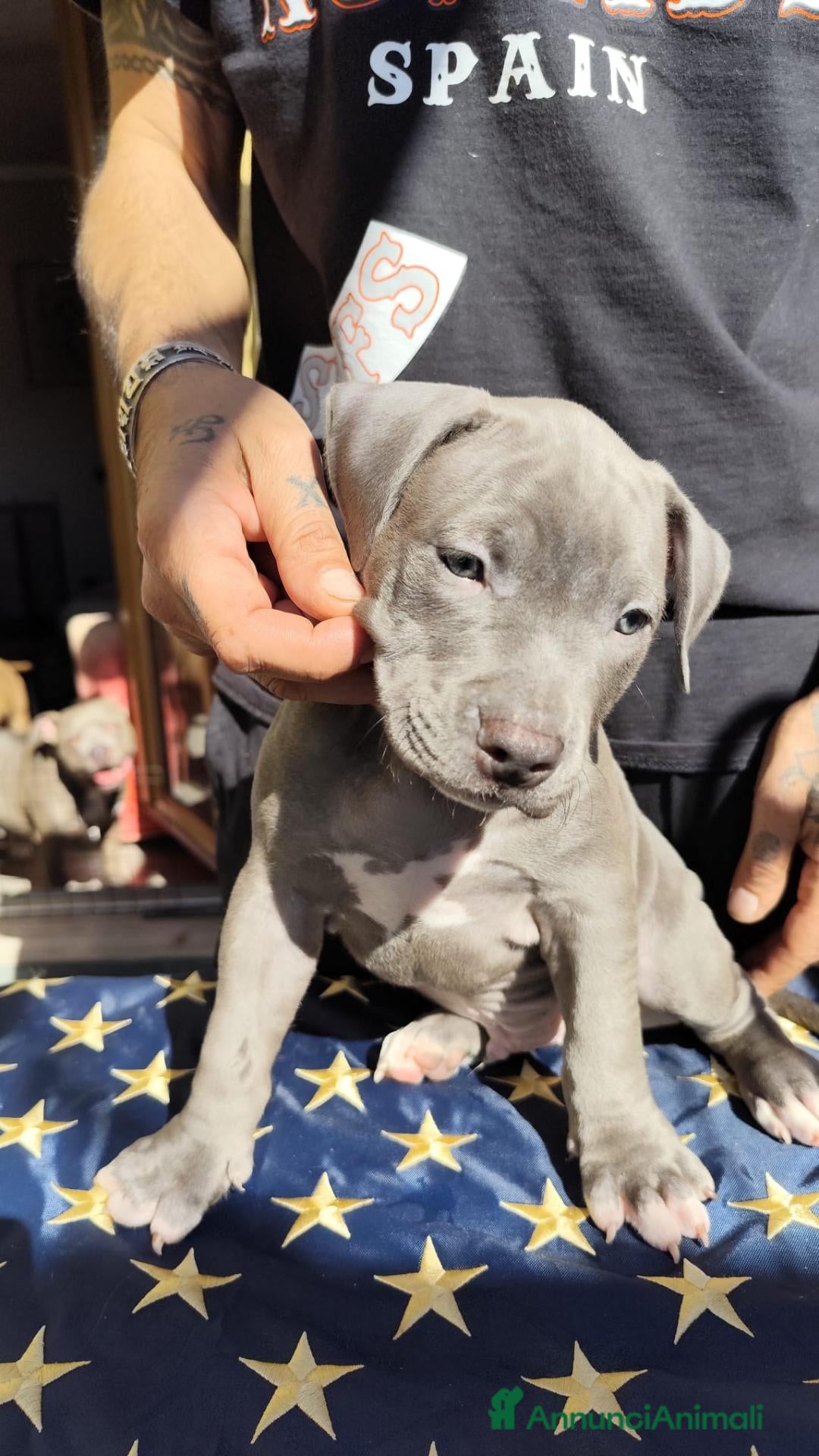 Pitbull cani American Pitbull Terrier con pedigree - Annuncio 1