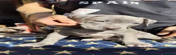 Pitbull cani in vendita: American Pitbull Terrier con pedigree - Annuncio 1