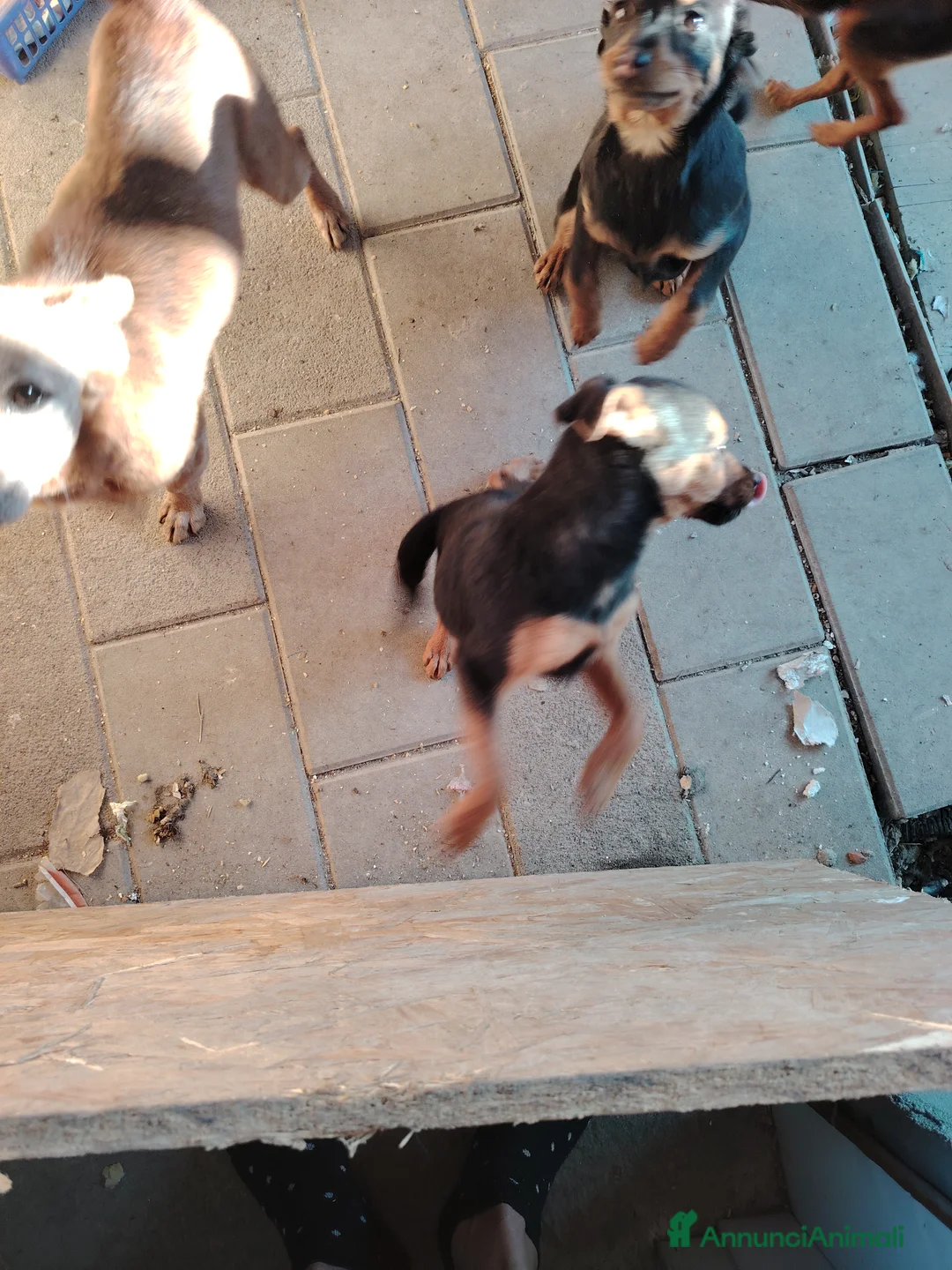 Meticcio cani in regalo: Cuccioli in adozione - Annuncio 3