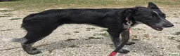 Meticcio cani in regalo: Serafina 3 anni Taglia media piccola  - Annuncio 4
