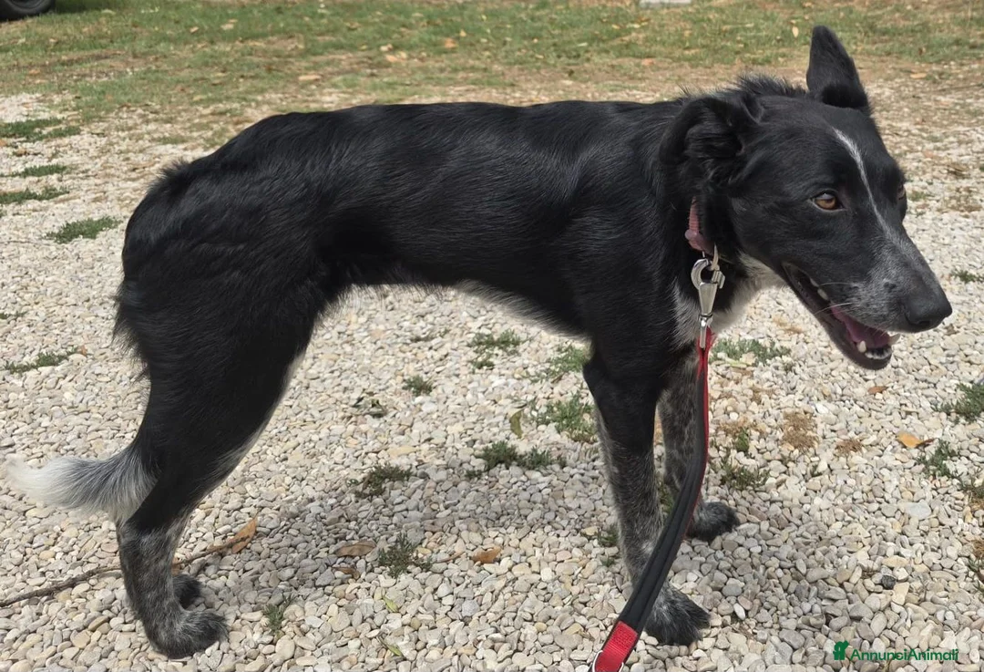 Meticcio cani in regalo: Serafina 3 anni Taglia media piccola  - Annuncio 4