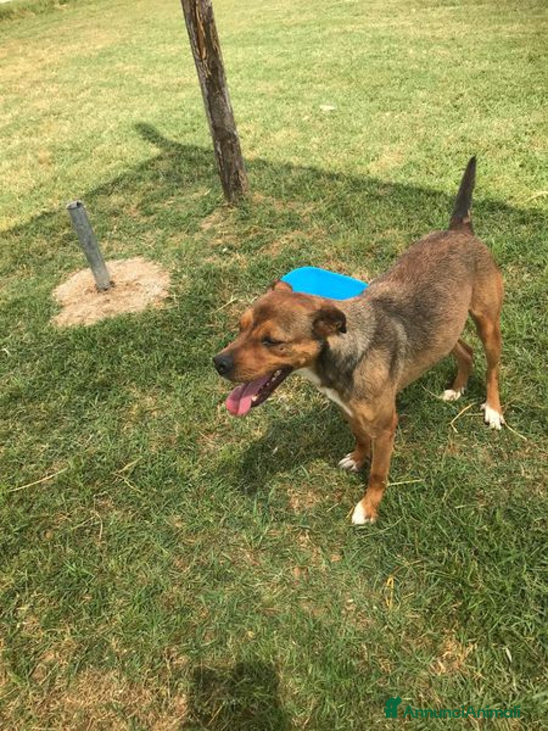 Meticcio cani in regalo: Mango, il cagnolino che si mette in posa - Annuncio 6