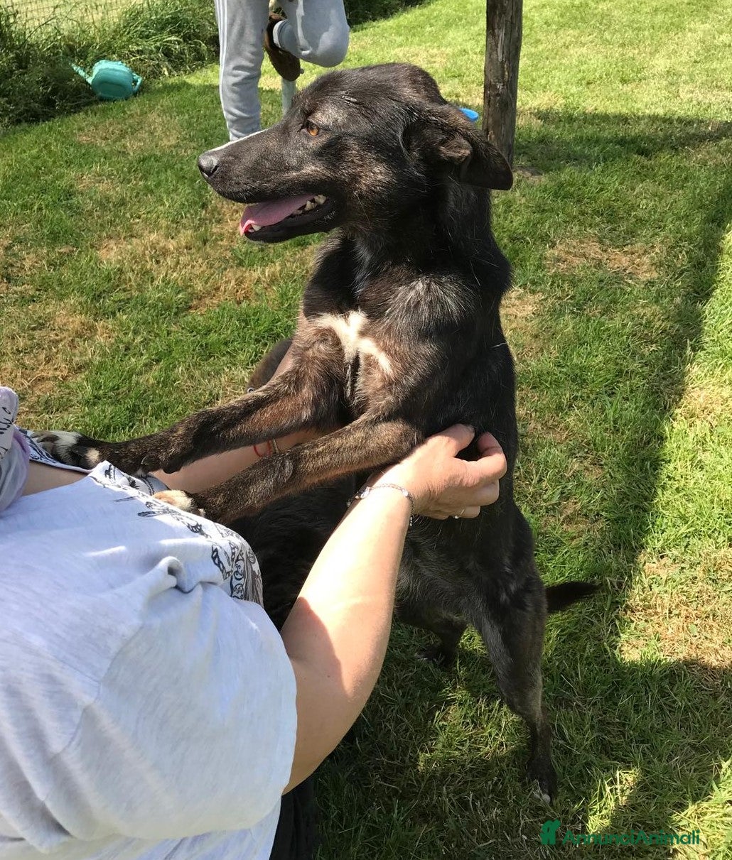 Meticcio cani Matilde la meticcetta mora in adozione a Provincia di Latina - Annuncio 2
