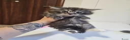 Siberiano gatti in vendita: Gattini siberiani ipoallergenici  - Annuncio 4