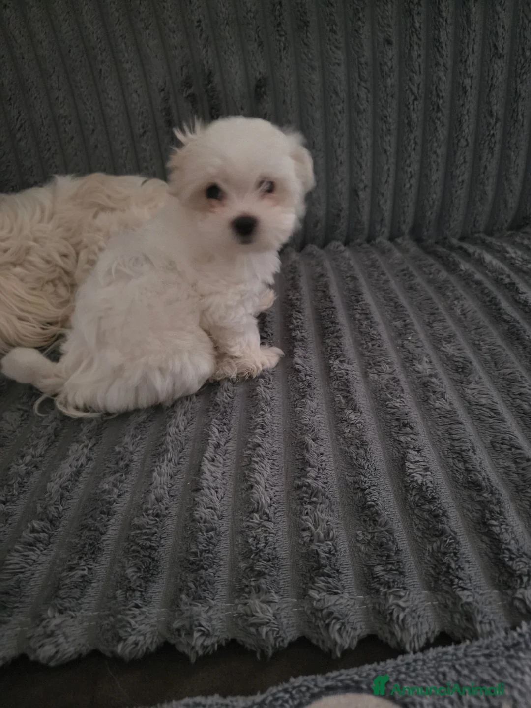 Maltese cani in vendita: Cucciola Maltese - Annuncio 2