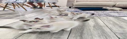 Ragdoll gatti in vendita: Cuccioli di Ragdoll con pedigree enfi - Annuncio 9