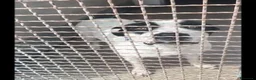 Meticcio cani in regalo: Molossino 1anno era libero..finito in canileNAPOLI - Annuncio 8