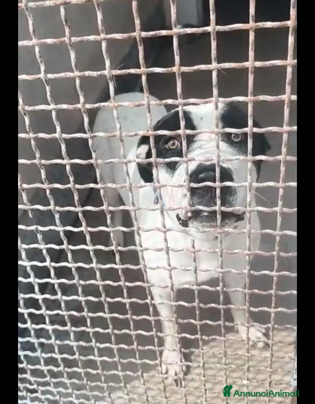 Meticcio cani in regalo: Molossino 1anno era libero..finito in canileNAPOLI - Annuncio 8