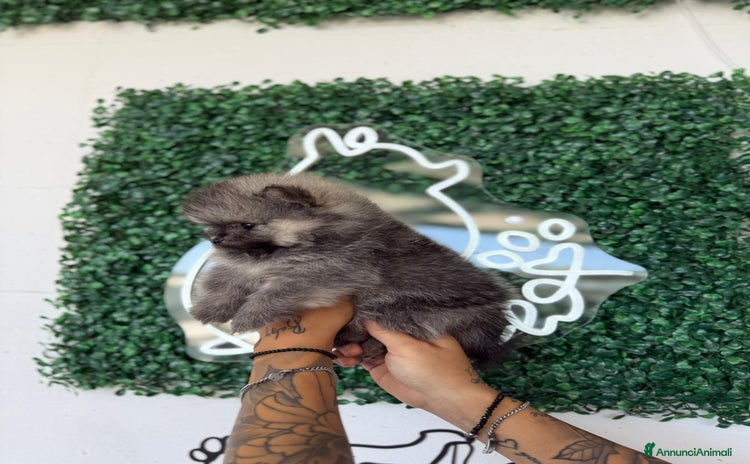 Volpino Pomerania cani a Libero consorzio comunale di Ragusa - Annuncio 5