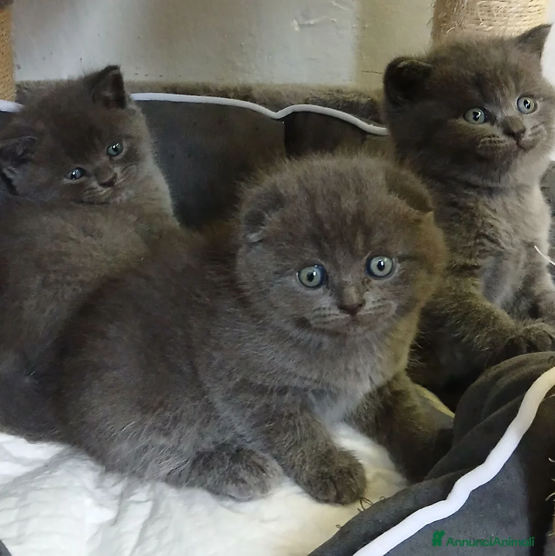 Scottish gatti in vendita: cuccioli scottish fold e straight  - Annuncio 1