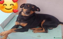 Meticcio gatti in regalo: Nero focato 4/5anni kg9 vissuto a catena OK GATTI a Città metropolitana di Milano - Immagine 6
