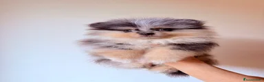 Volpino Pomerania 1