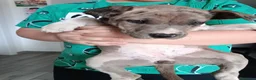 Meticcio cani in vendita: Cuccioli incrocio Amstaff  - Annuncio 3