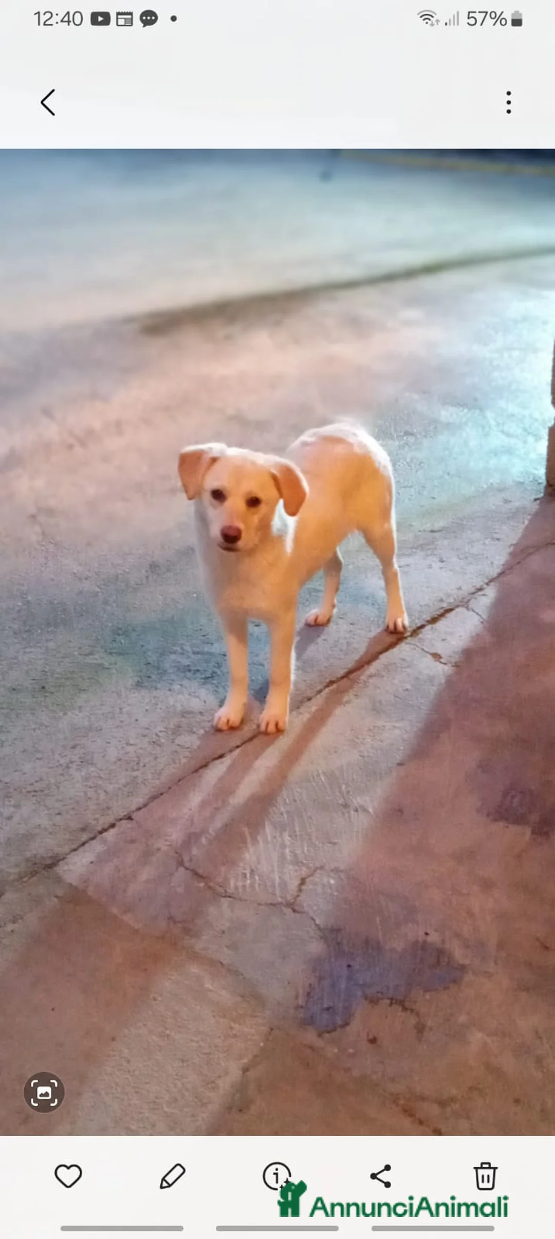 Meticcio cani in regalo: Mix Labrador, 4/5 mesi, EUGENIA dolce - Annuncio 2