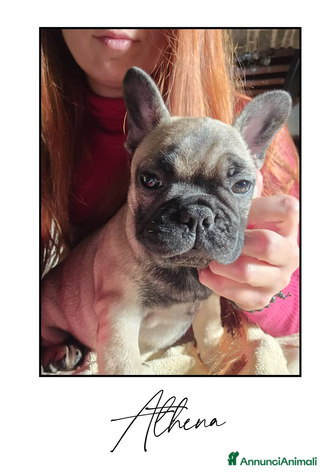 Bulldog Francese cani in vendita: Disponibili cuccioli di Bulldog Francese - Annuncio 11